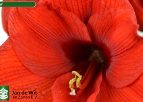 hippeastrum Olaf ® (3)